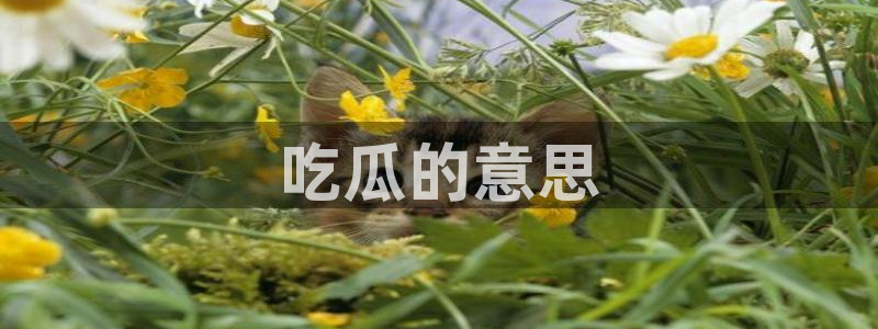 吃了坏瓜怎么办：吃瓜的意思