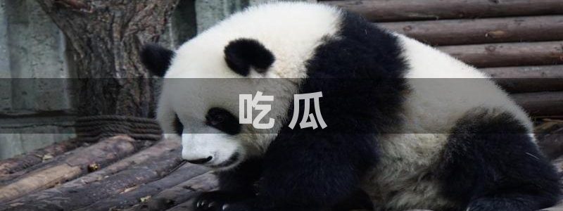 高血糖可以吃瓜吗